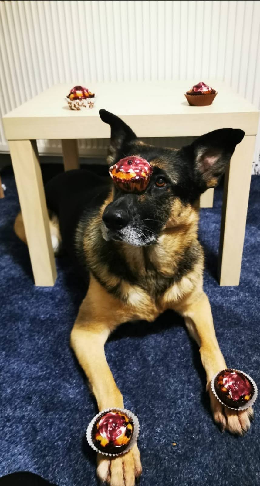 Agja muffiny